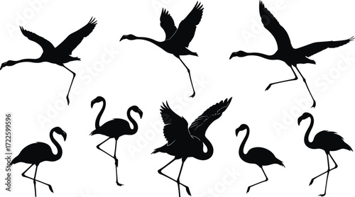 Flamingo silhouette, bird poses, flying flamingos, standing flamingo, elegant bird, tropical wildlife, black silhouette, animal movement, nature illustration, graceful posture