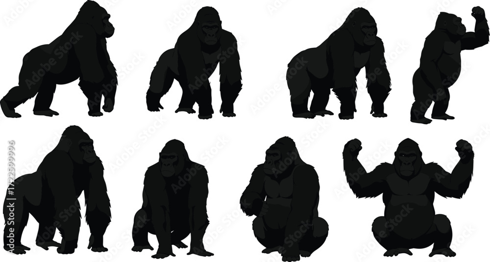Naklejka premium Realistic gorilla poses set, various strong muscular gorilla illustrations in standing, walking, sitting, and aggressive positions, isolated vector graphics