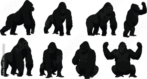 Realistic gorilla poses set, various strong muscular gorilla illustrations in standing, walking, sitting, and aggressive positions, isolated vector graphics