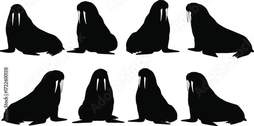 Walrus silhouette collection, various arctic animal poses with tusks, black marine mammal illustrations isolated on white background, vector clipart set