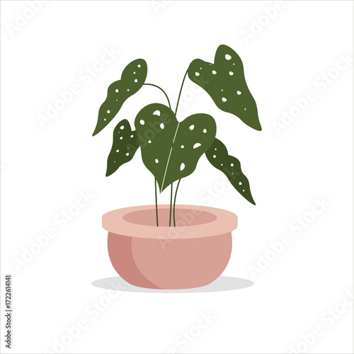 Monstera Variegata Decorative Plant on a Pot Colored Flat Illustration