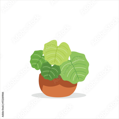 Peperomia Decorative Plant on a Pot Colored Flat Illustration
