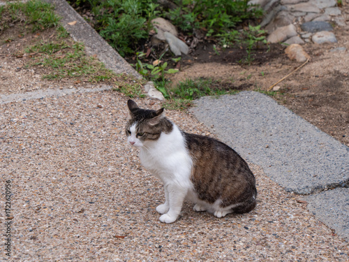 公園を歩いている野生の野良猫。