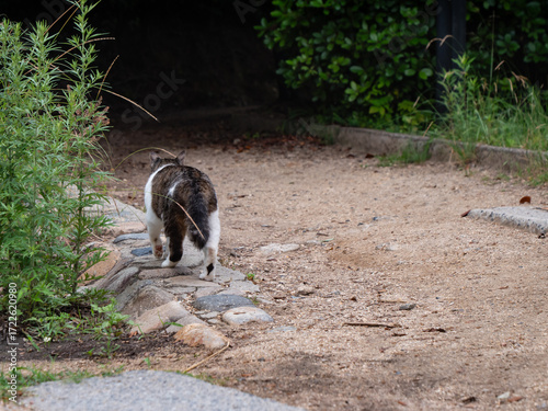 公園を歩いている野生の野良猫の後ろ姿。