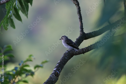 Young Asian Brown Flycatcher resting in Japanese Prickly-ash branch