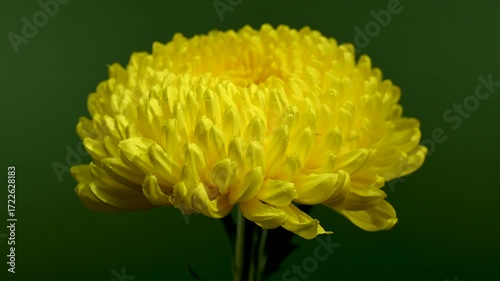 Golden Yellow Chrysanthemum Bloom on a Dark, Contrasting Background