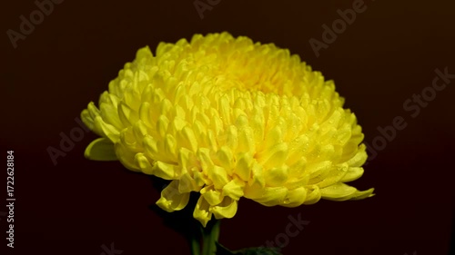 Golden Yellow Chrysanthemum Bloom on a Dark, Contrasting Background
