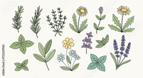 Hand drawn collection of various herbs and wildflowers.