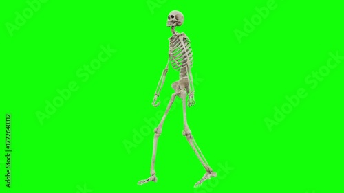 skeleton dancing 3d loop animation green screen | 4k 60FPS