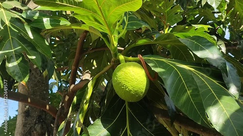 artocarpus plant
