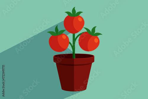 ruby tomato harvest flourishing in a pot with shad