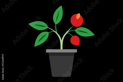 scarlet fruits blooming on leafy plant in pot  bla