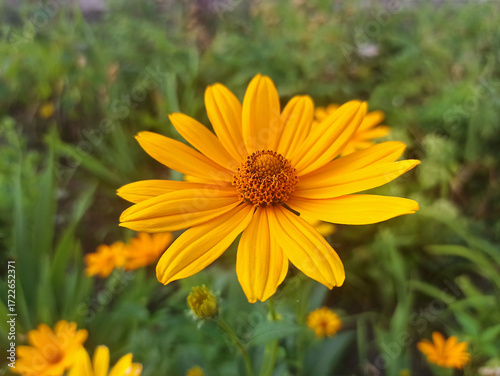 summer flower shot - close-up