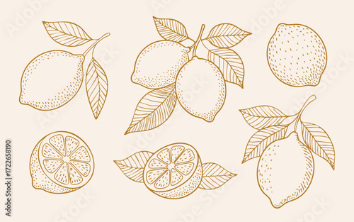 Hand drawn lemon fruit vector illustration with leaves citrus fruit drawing lemon slice design for food art decor