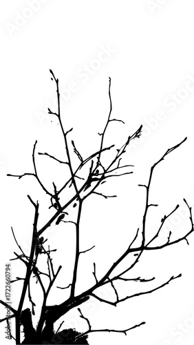 Striking silhouette of bare tree branches reaching skyward, evoking winter's stark beauty and natural artistry for impactful design projects.