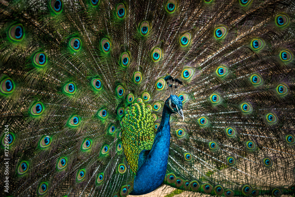 Fototapeta premium Vibrant Peacock Showing Iridescent Plumage