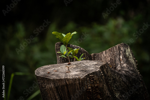 Tableau sur toile Small Sprout Growing from a Tree Stump in Brazil