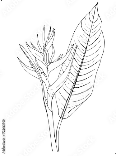 Exquisite line art illustration of a tropical Heliconia flower and its large, veined leaf, perfect for botanical designs.