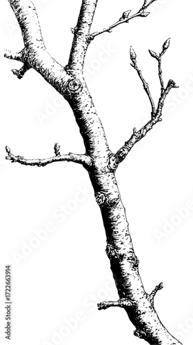 Detailed etching of bare tree branches with small buds, evoking nature's quiet beauty and the promise of spring in a classic artistic style.