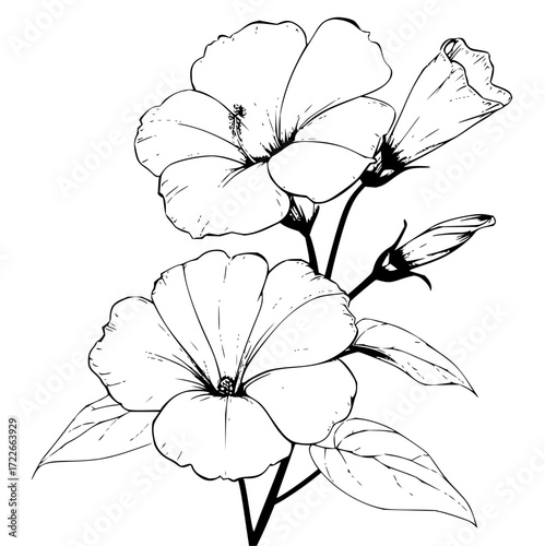 Elegant black and white line art sketch of delicate morning glory flowers blooming vibrantly on a stem with leaves, perfect for botanical designs.