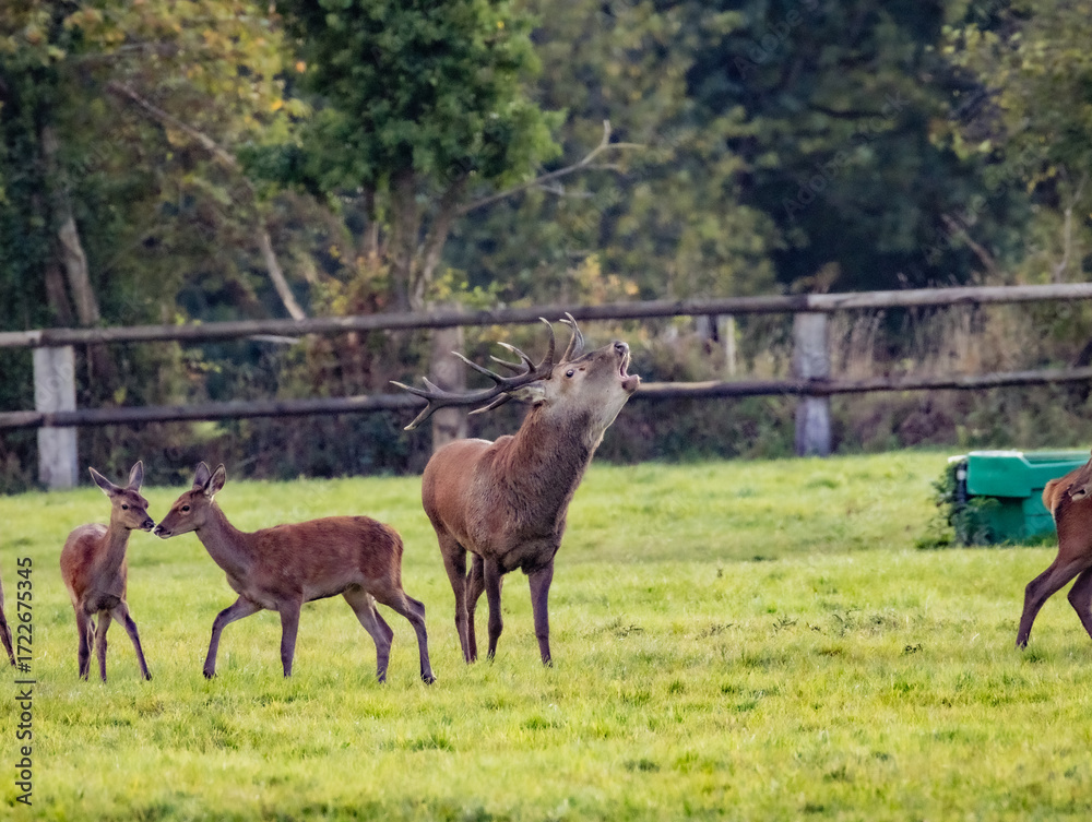 Fototapeta premium Brame du cerf
