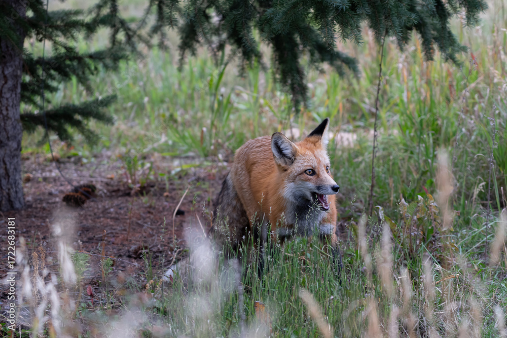 Fototapeta premium red fox in the woods