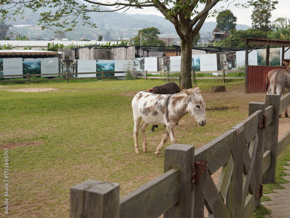 Obraz premium Donkeys standing behind a wooden fence in a farm paddock, spotted and brown donkey outdoors in rural countryside.
