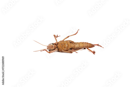 Fresh Grasshopper Insect Food Delicacy from Shandong China on White Background