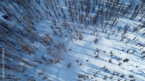 Snow and winter for the Arabs, snowfall in Jijel state, Algeria, the Maghreb, snow in the Arab countries of North Africa, snow in the mountains, trees, forest, sky and clouds, Winter and snow Africa.