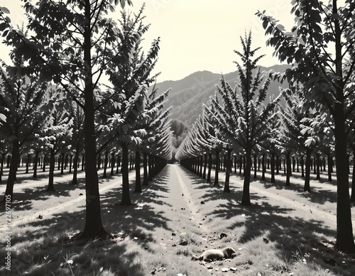 Black and White Forest Scene with Sunlight Filtering