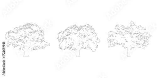 Simple Tree Outlines A Collection of Broadleaf Tree Silhouettes in Black and White