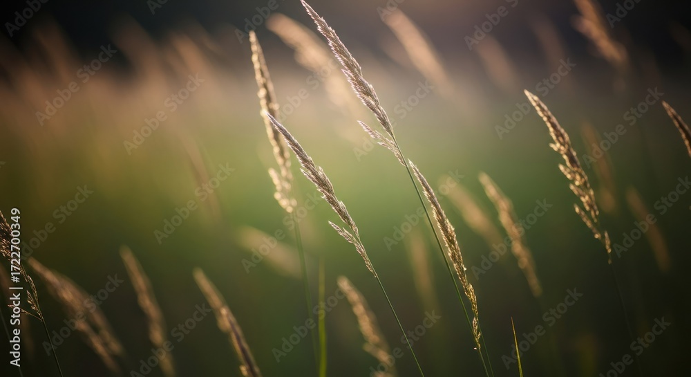 Fototapeta premium Grass blades swaying in the wind, with a warm, golden light illuminating the scene.