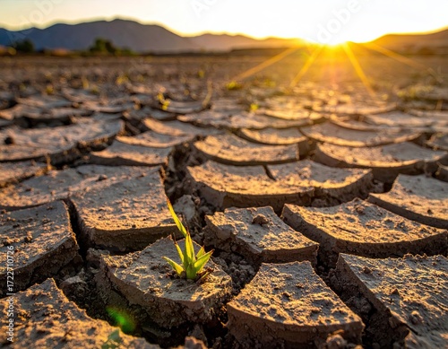 Resilient Sprout Emerging from Cracked Earth at Sunset