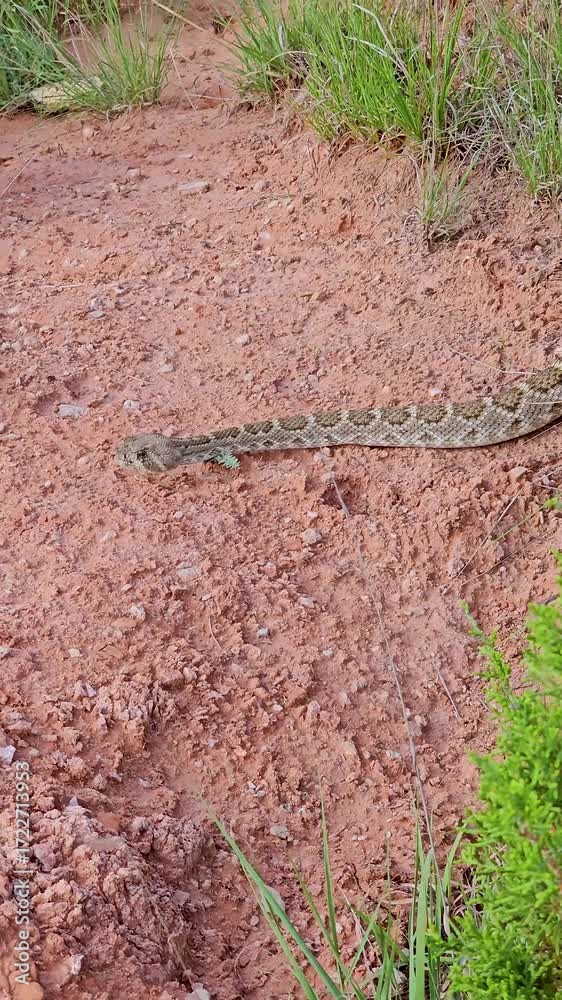 Vertical handheld video of a Western Diamondback Rattlesnake Crotalus ...