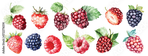 watercolor raspberry berry branch with green leaves illustration hand drawn berries clip art
