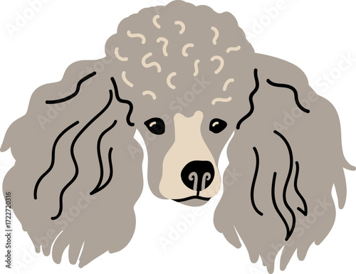 A gray poodle with curly fur and a creamcolored snout