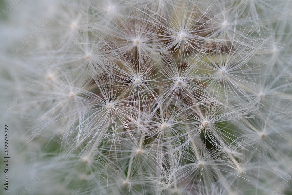 Fototapeta premium Dandelion Seed Head Close-Up with Soft Background