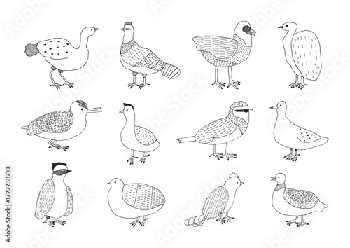 鳥の手描きイラストセット