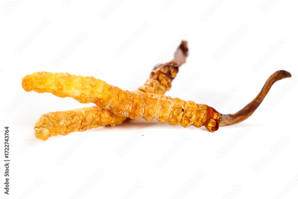 Fototapeta premium Wild Tibetan Cordyceps Sinensis from Nagchu - Traditional Herbal Medicine on White Background
