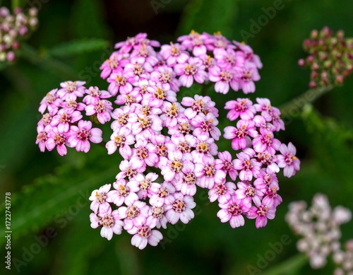 Close-up of clustered pink flowers
