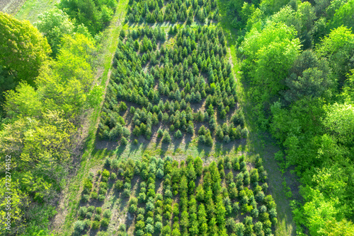 Tree nursery for coniferous forest restoration
