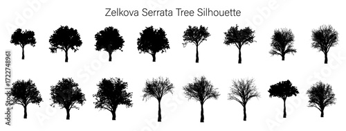 Illustration of sixteen zelkova serrata tree silhouettes in varying stages of foliage density and branching