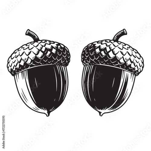 Two detailed black and white acorns isolated on a pure white background