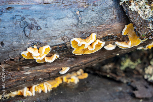 Yellow and white fungi on damp rotting log, Cradle Mountain - Lake St Clair National Park, Tasmania, Australia