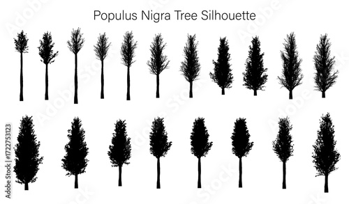 Illustration of various black poplar tree silhouettes arranged in rows against a white background style art