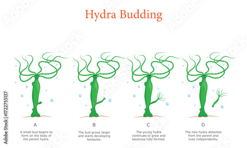 Hydra Asexual Reproduction Four Step Guide