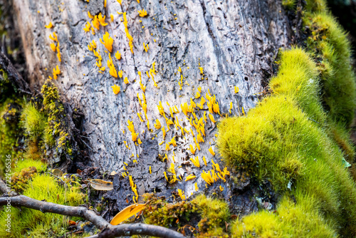 Fungus emerging from rotting log covered in moss, Cradle Mountain - Lake St Clair National Park, Tasmania, Australia