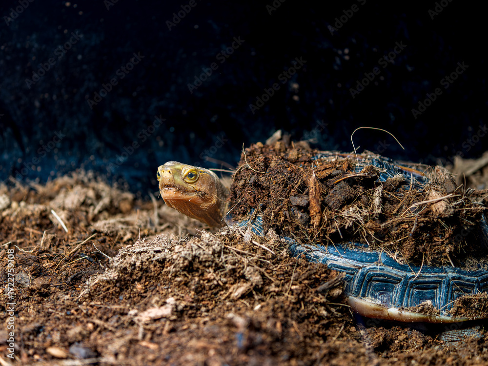 Obraz premium セマルハコガメのアップ