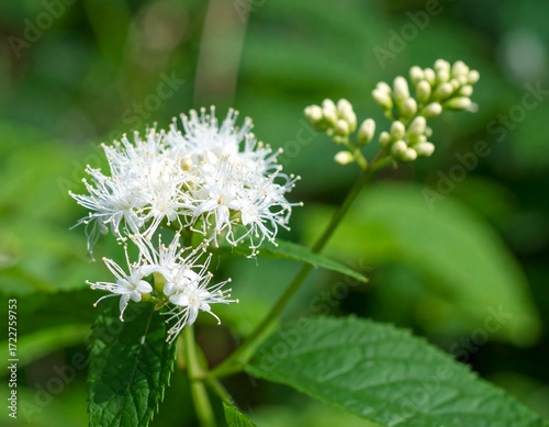 Close-up of delicate white flowers