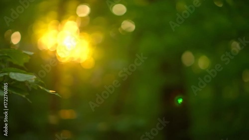 Sunlight Filtering Through Forest Leaves with Bokeh Effect
